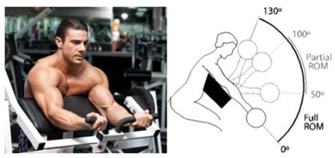 are half reps better than full reps